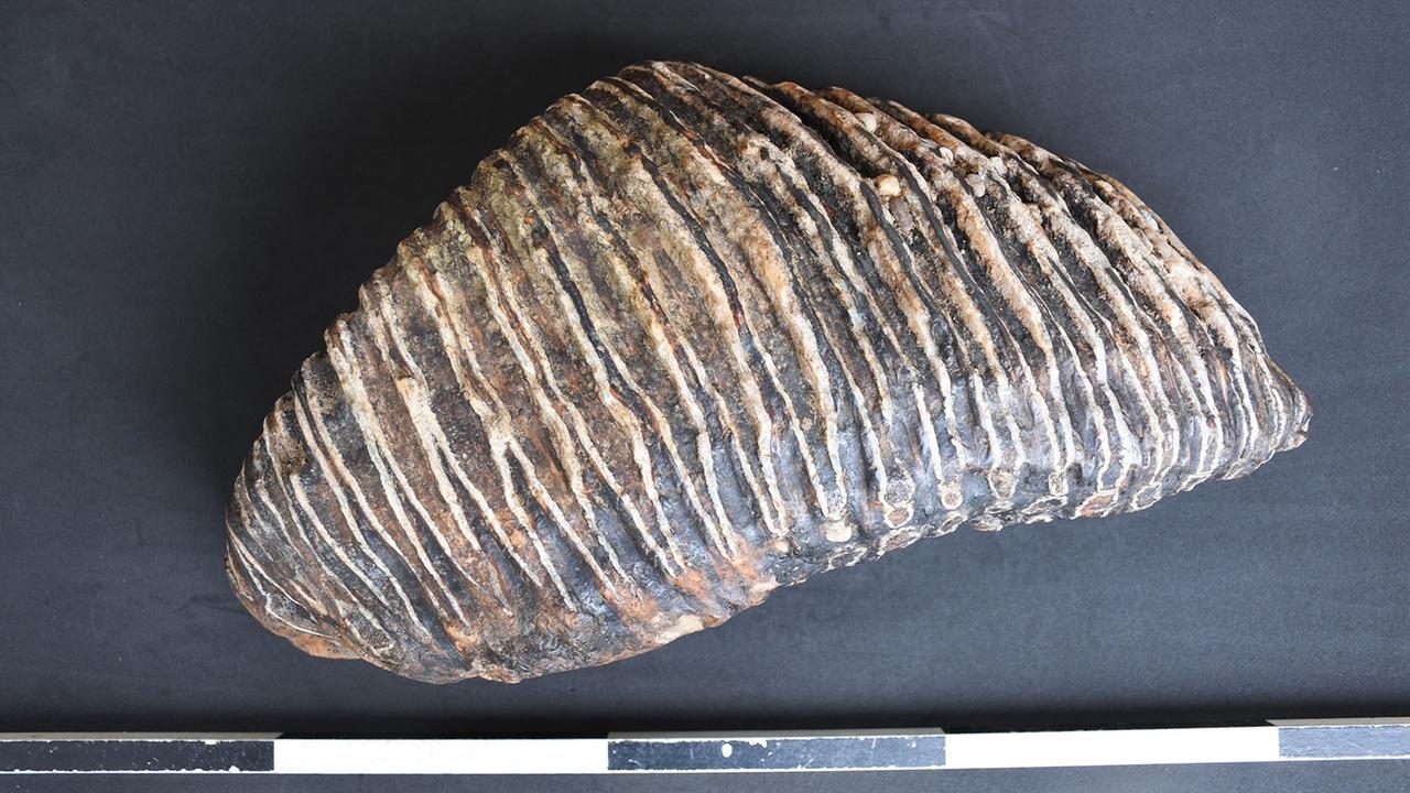 Bis zu 125.000 Jahre alter Mammutzahn in Düsseldorf gefunden