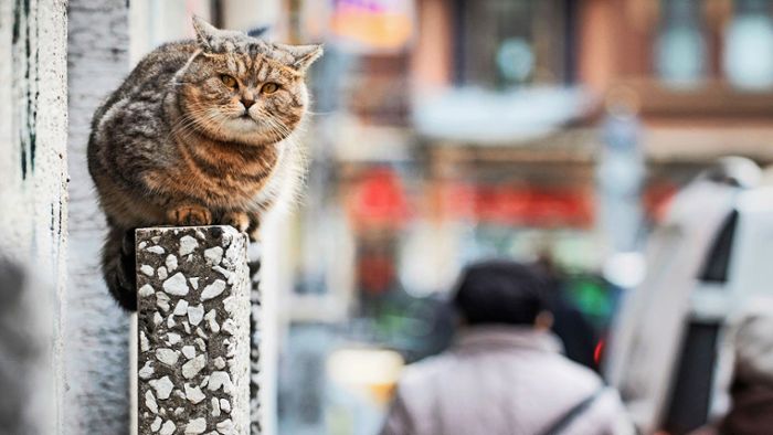 Tierschutz in Filderstadt: Filderstadt geht das Katzenproblem an Tierschutz in Filderstadt: Filderstadt geht das Katzenproblem an