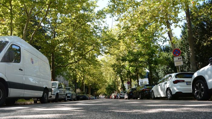 Netzwanze in Stuttgart: Wie die Platanen-Netzwanze Autofahrer ärgert