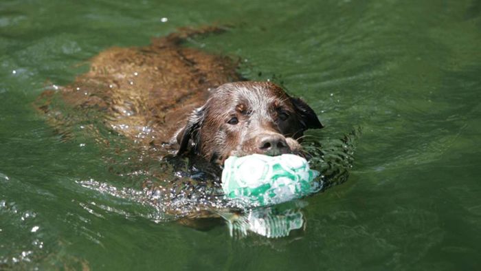 Gefahr an Stuttgarter Seen: Vorsicht Blaualgen: Was Hundebesitzer nun am Bärensee beachten müssen