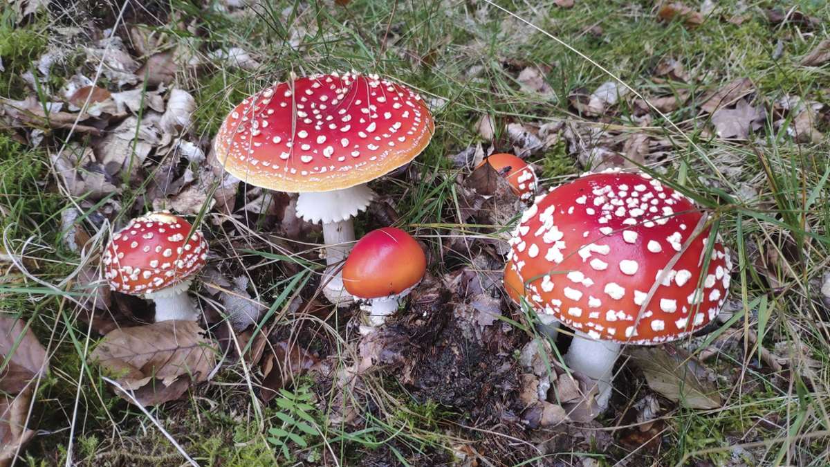 Vergiftung in Karlsruhe: Experten warnen vor dem Konsum gefährlicher psychoaktiver Pilze