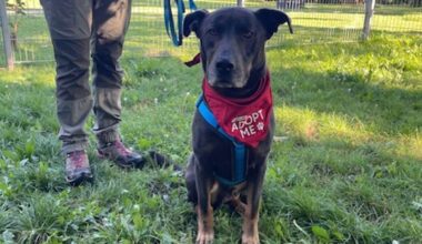 Stuttgarter Bark Date: Matcht es zwischen Mensch und Hund? - Stuttgart