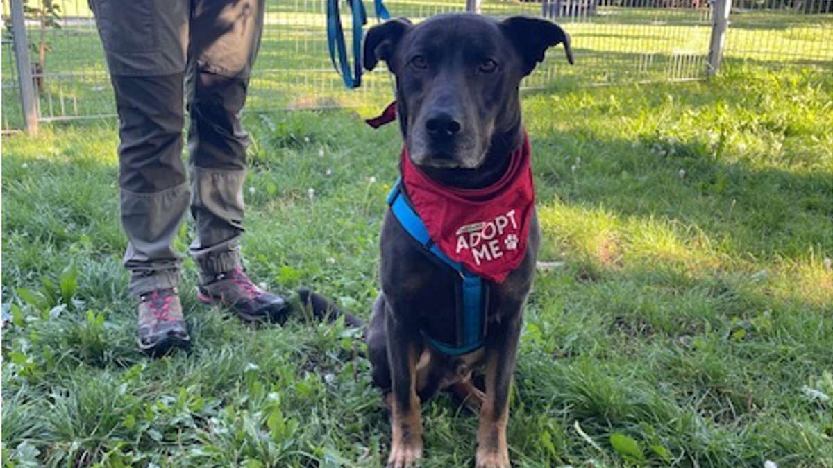 Stuttgarter Bark Date: Matcht es zwischen Mensch und Hund? - Stuttgart