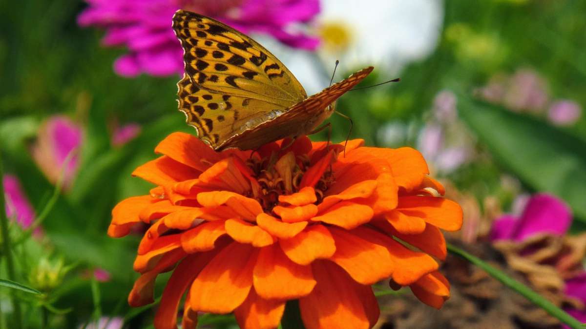 Fotowettbewerb: Gartenschau in Freudenstadt und Baiersbronn - die schönsten Bilder im August - Freudenstadt & Umgebung