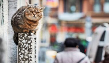 Tierschutz in Filderstadt: Filderstadt geht das Katzenproblem an - Kreis
