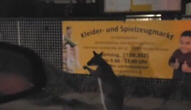 Besitzer wohl bekannter Journalist: Mini-Känguru hopst durch nächtliches Berlin