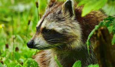 Maßnahmen gegen Waschbären in Remscheid und Solingen