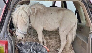 Polizei entdeckt Pony im Kofferraum