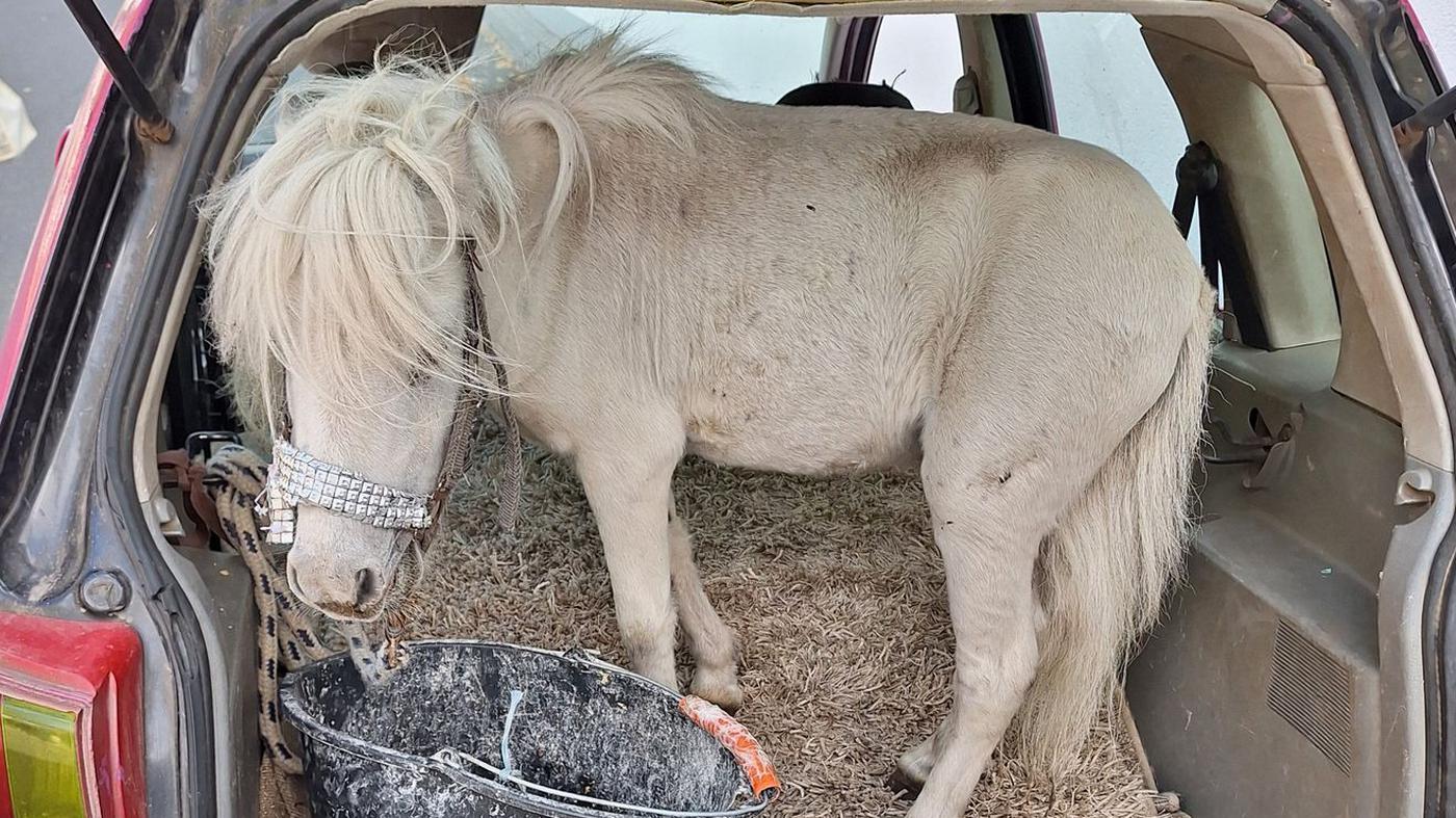 Pony im pinken Pkw – Polizei stoppt Autofahrerin bei Aachen