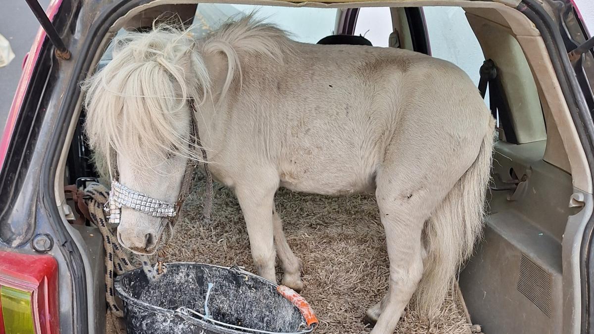 Polizei entdeckt Pony im Kofferraum