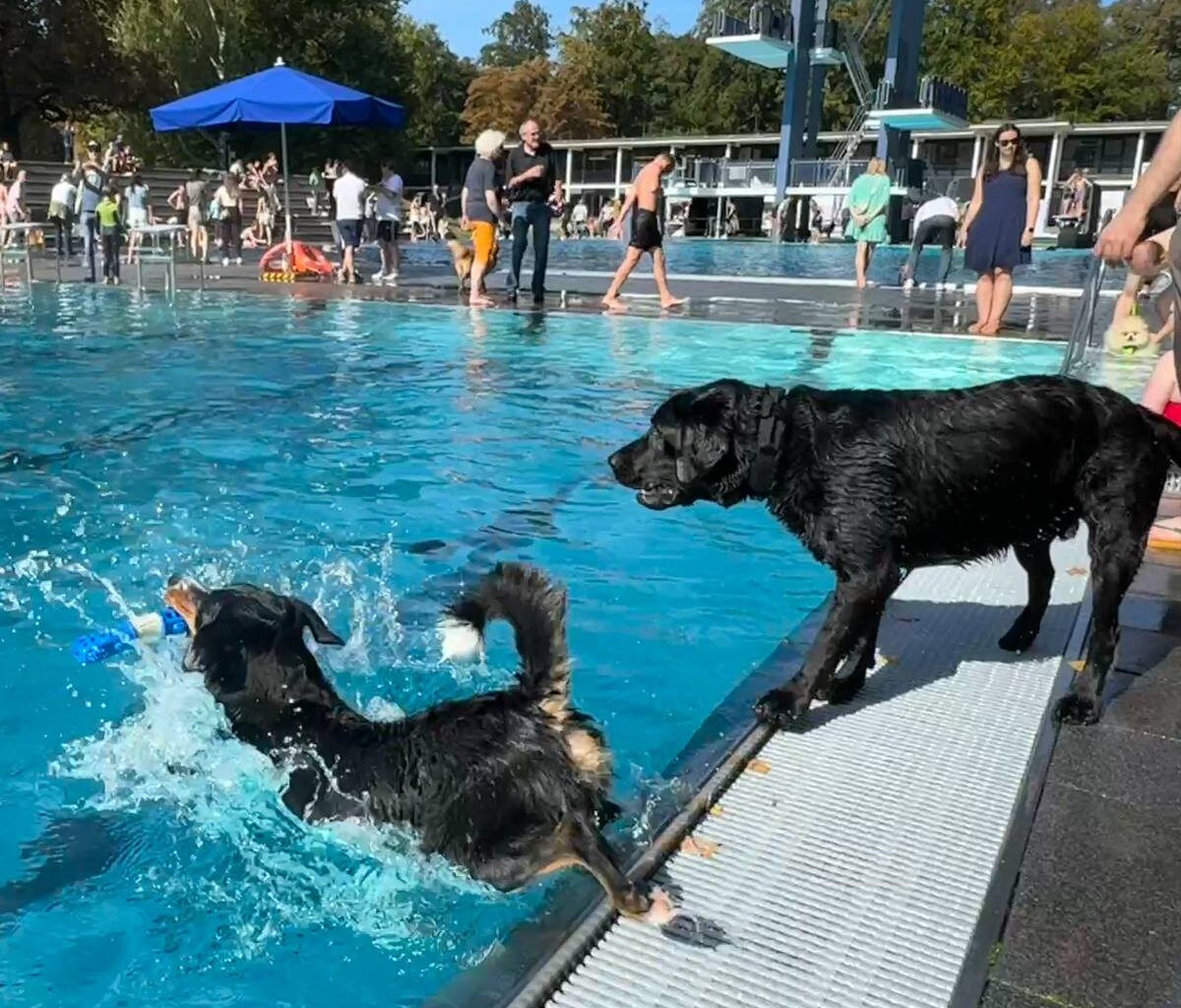 Stadionbad öffnet am Sonntag für das 11. Hundeschwimmen