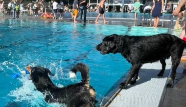 Stadionbad öffnet am Sonntag für das 11. Hundeschwimmen