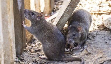 Alarm im Duisburger Tierheim – plötzlich wimmelt es von Ratten