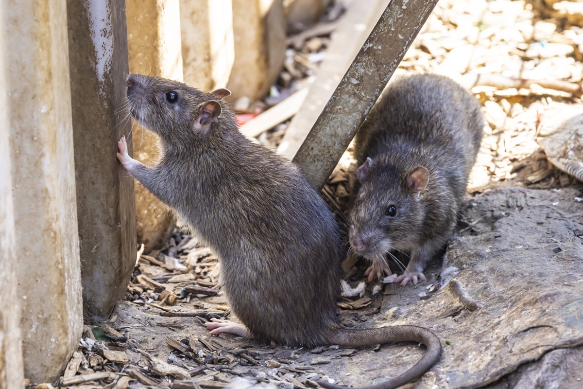Alarm im Duisburger Tierheim – plötzlich wimmelt es von Ratten