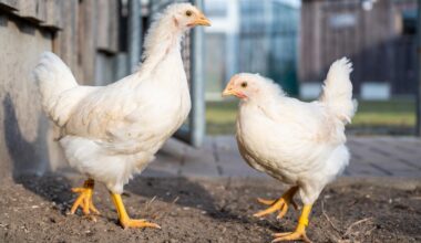 Berlin: Einschränkungen im Berliner Tierheim wegen Vogel-Krankheit