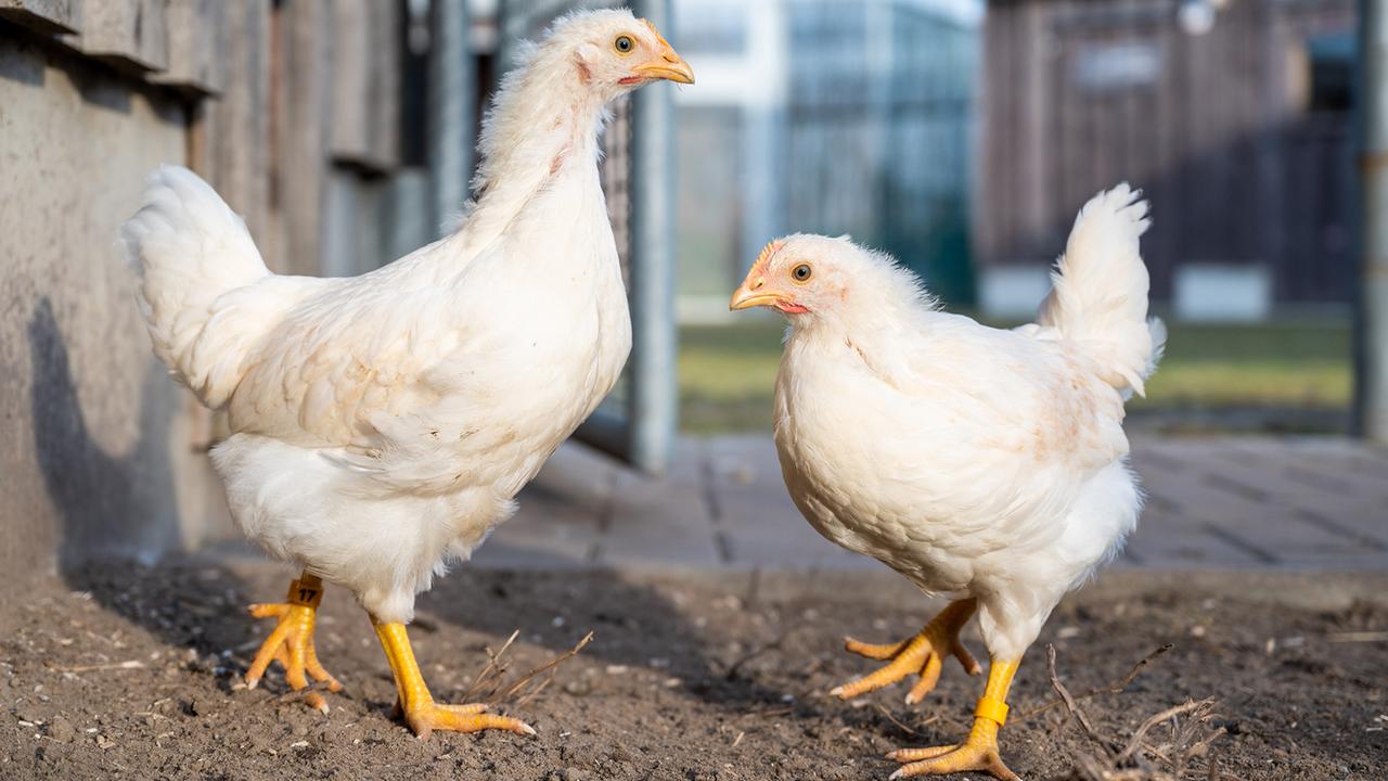 Berlin: Einschränkungen im Berliner Tierheim wegen Vogel-Krankheit