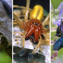 Gifttiere v.l.n.r.: Kreuzotter, Ammen-Dornfinger-Spinne, Blauschwarze Holzbiene (Quelle: Imagebroker/Marcus Siebert, Blickwinkel/G. Kunz, DPA/Wolfram Steinberg)