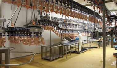 Brandenburg: Niederlehme: Geflügelschlachter will Produktion in Königs Wusterhausen fast verdoppeln