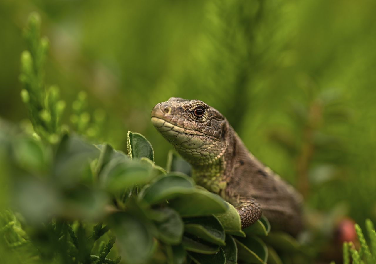 Bemerkenswertes Fossil aus Großbritannien enthüllt den ältesten Vorfahren der heute bekannten Reptilien