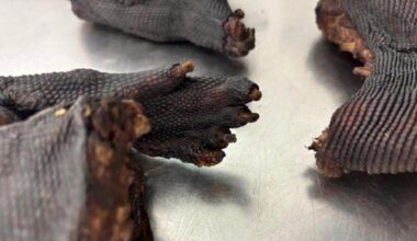 Reisender bei Schmuggel von exotischem Tierfleisch am Flughafen München erwischt
