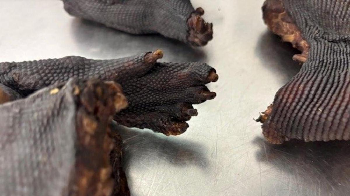 Reisender bei Schmuggel von exotischem Tierfleisch am Flughafen München erwischt