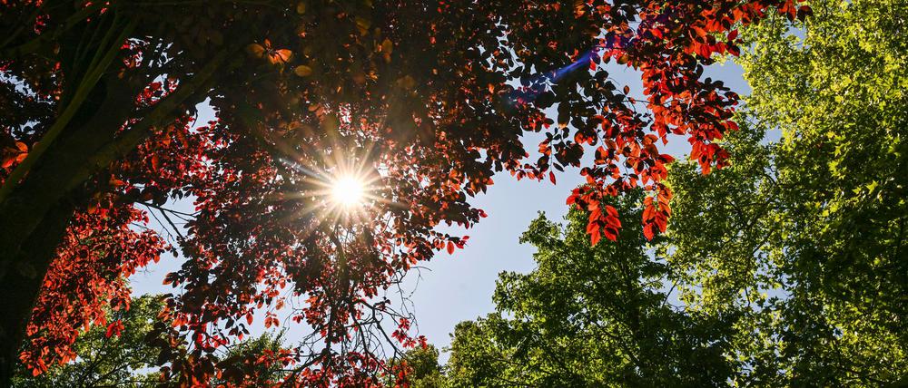 Im Park von Schloss Biesdorf scheint die Sonne durch die roten und grünen Blätter der Bäume.
