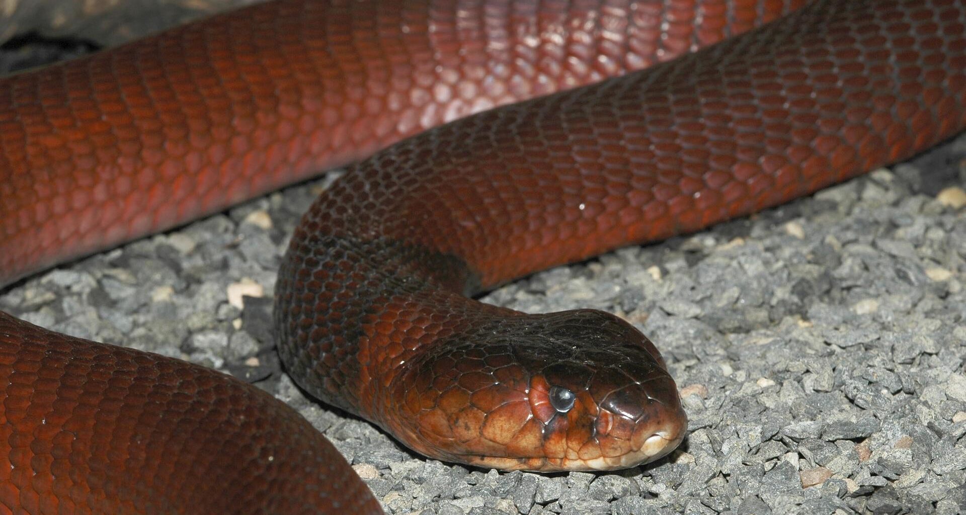 Rote Speikobra (Naja pallida)