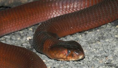 Rote Speikobra (Naja pallida)