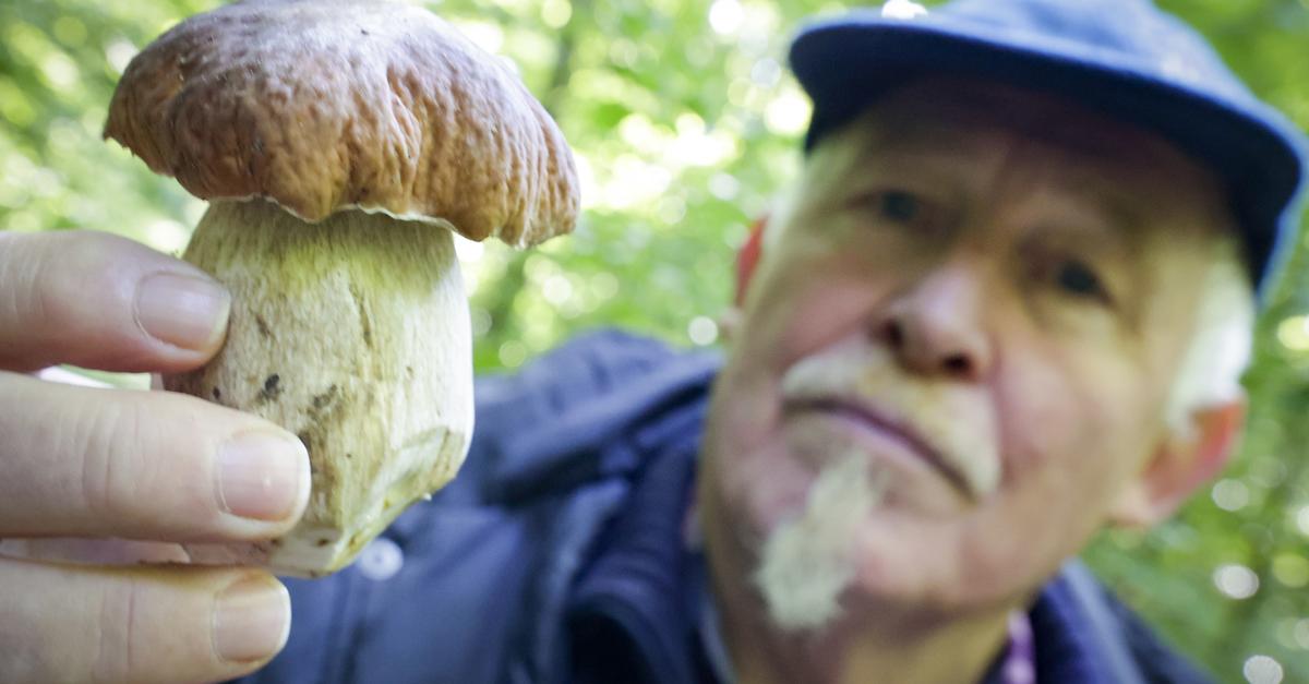 Pilze sammeln rund um Wiesbaden: Darauf muss man achten