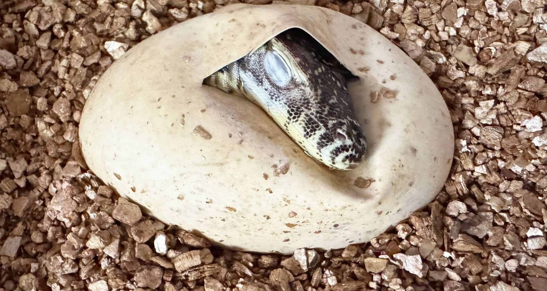 Terrarium eröffnet neu – Seltene Echsen schlüpfen in Leipzig