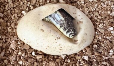 Terrarium eröffnet neu – Seltene Echsen schlüpfen in Leipzig