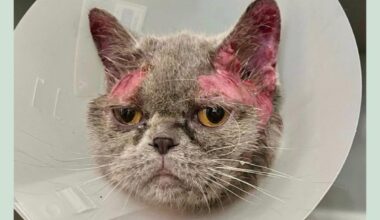 Tierheim-Drama in Duisburg: Blick in die Ohren dieser Katze macht traurig