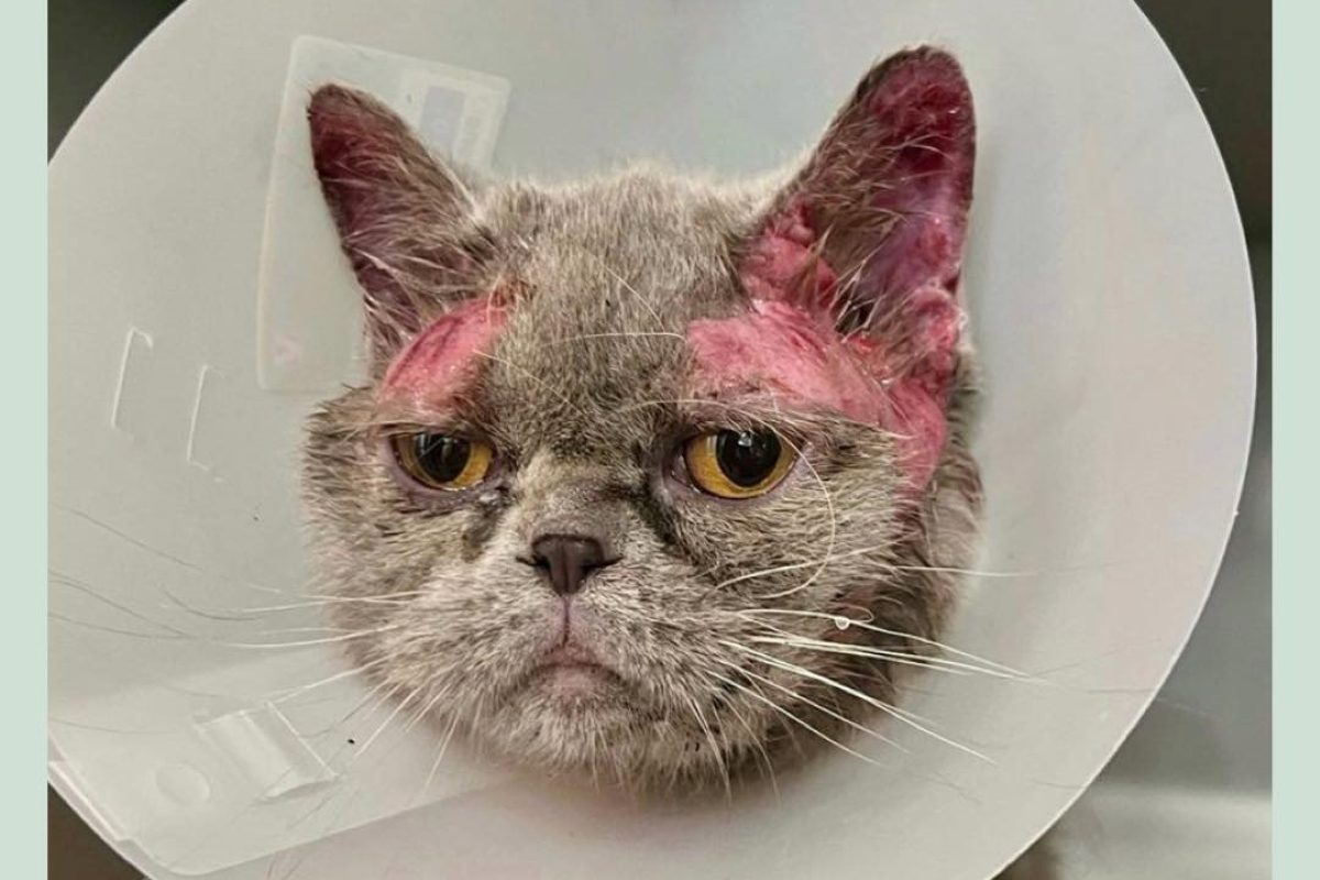 Tierheim-Drama in Duisburg: Blick in die Ohren dieser Katze macht traurig