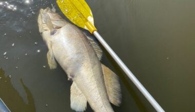 Hamburg: Fischbestand in der Elbe komplett kollabiert