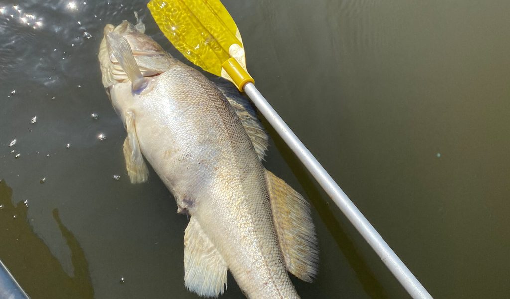 Hamburg: Fischbestand in der Elbe komplett kollabiert