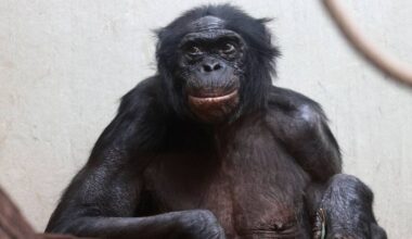 Hochbetagter Bonobo im Wuppertaler Zoo eingeschläfert