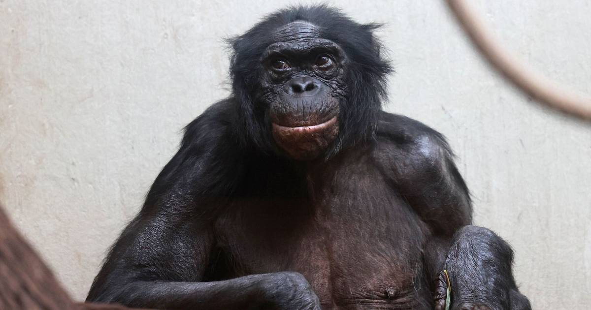 Hochbetagter Bonobo im Wuppertaler Zoo eingeschläfert