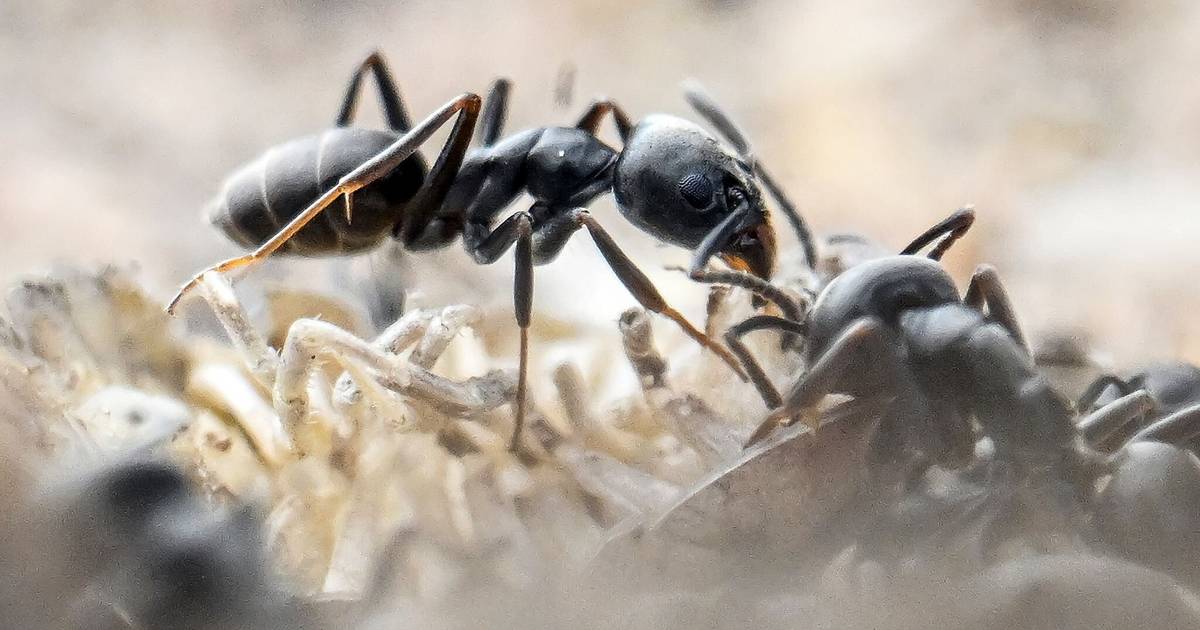 Invasive Ameisen Tapinoma magnum Befall in Kita und an Straßen