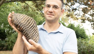 Düsseldorfer findet Backenzahn eines Mammuts im Rhein