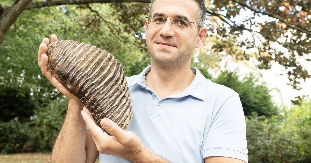 Düsseldorfer findet Backenzahn eines Mammuts im Rhein