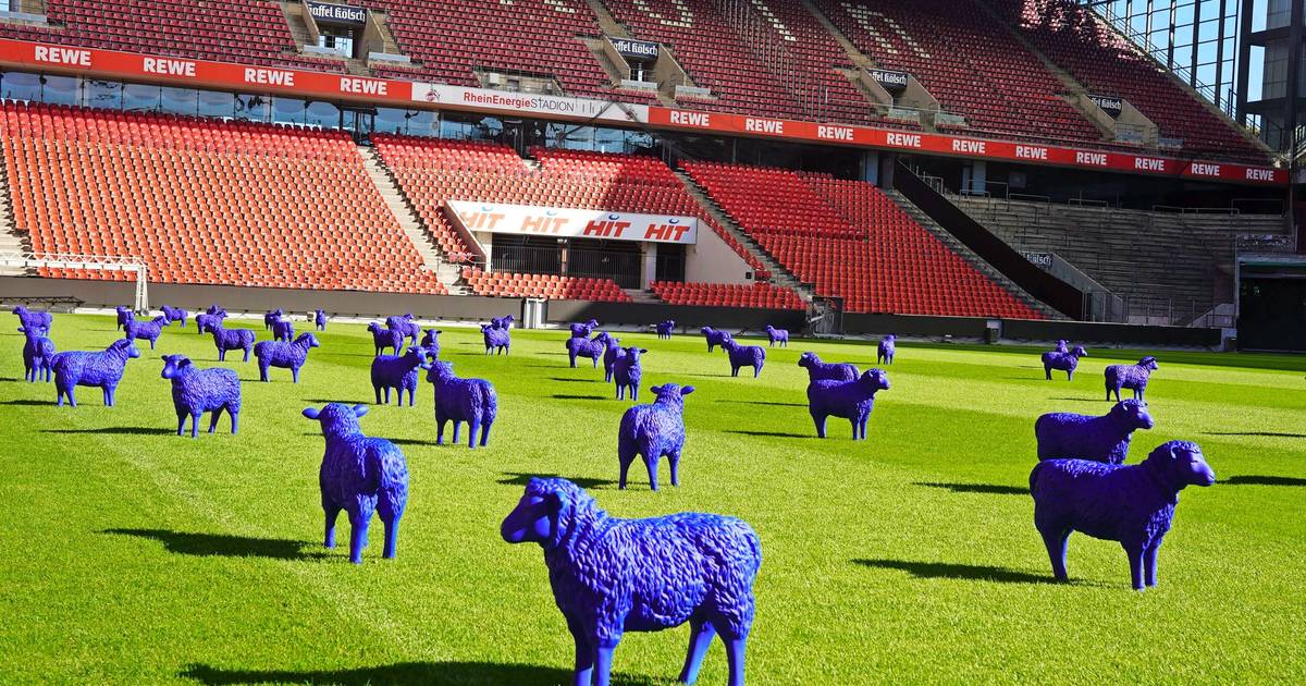 Blaue Friedensherde im Kölner Stadion