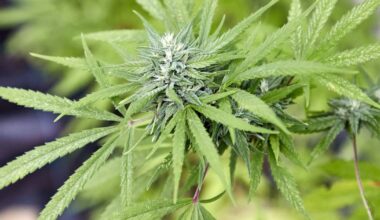 Cannabis Social Clubs in Mönchengladbach: Trotz Legalisierung viele Hürden