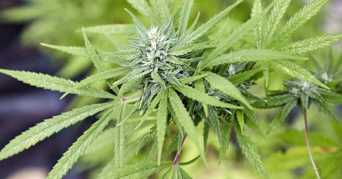 Cannabis Social Clubs in Mönchengladbach: Trotz Legalisierung viele Hürden