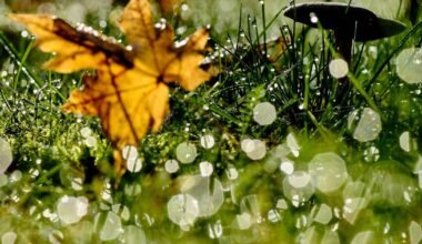 Wetter in Bonn aktuell: Sonne, Regen, Gewitter
