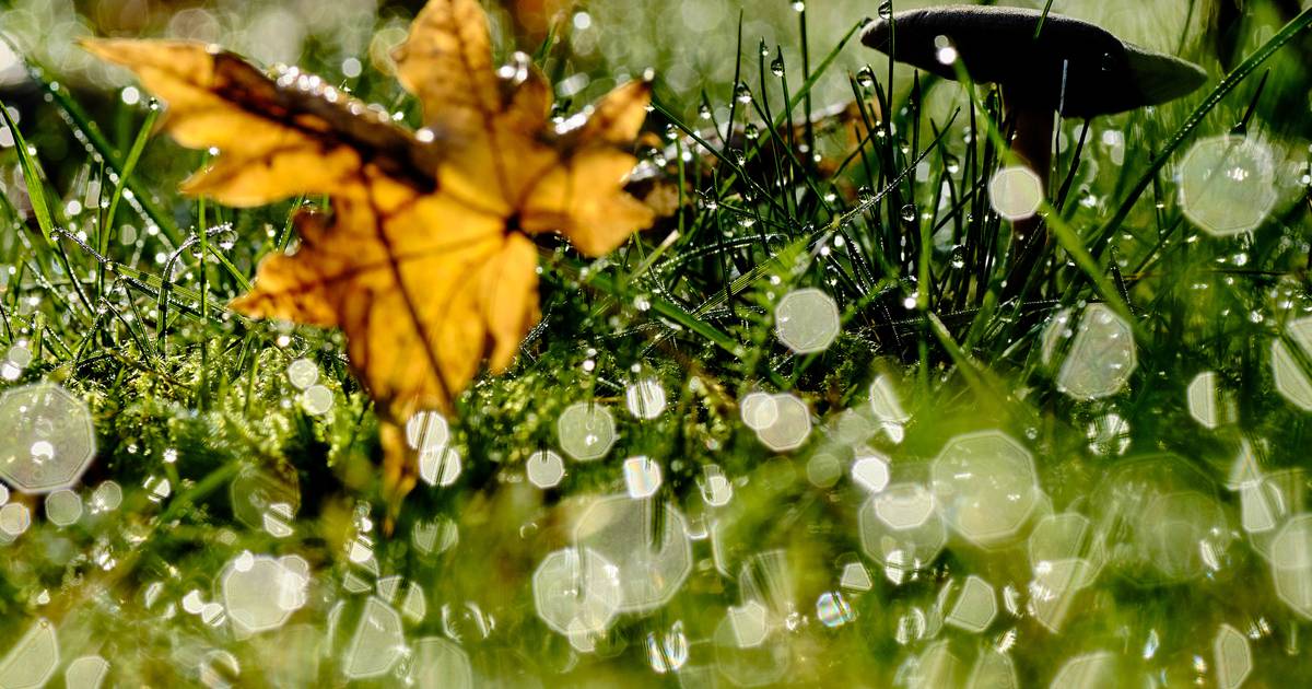Wetter in Bonn aktuell: Sonne, Regen, Gewitter