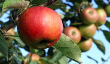 Obstbäume für die Bürger in Wülfrath: Ausgabe findet später statt