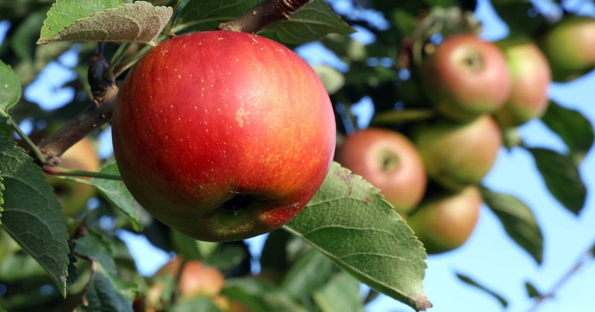 Obstbäume für die Bürger in Wülfrath: Ausgabe findet später statt