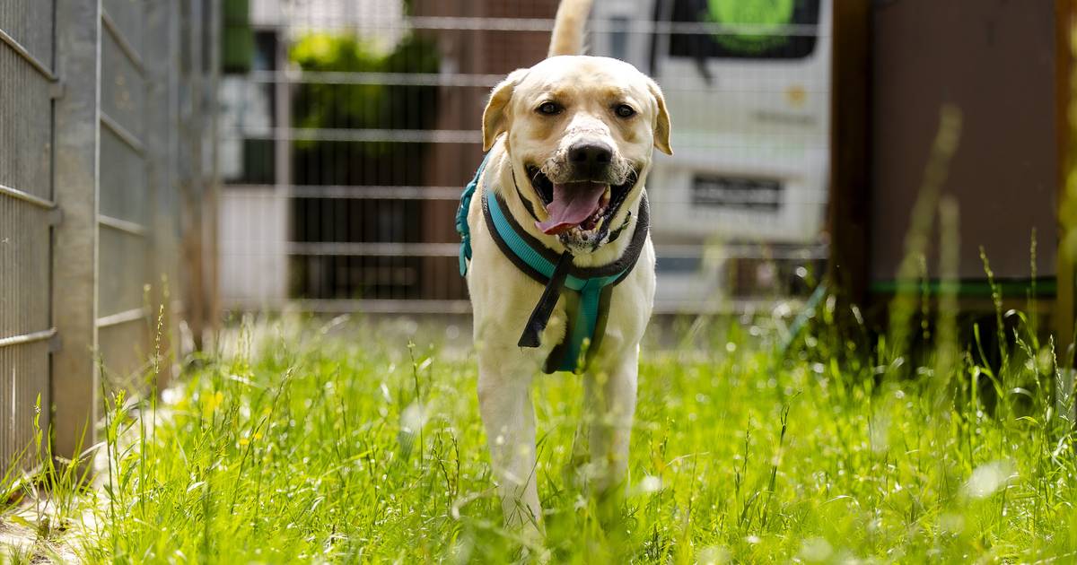Tierheim Düsseldorf: Labrador "Haribo" wurde vermittelt