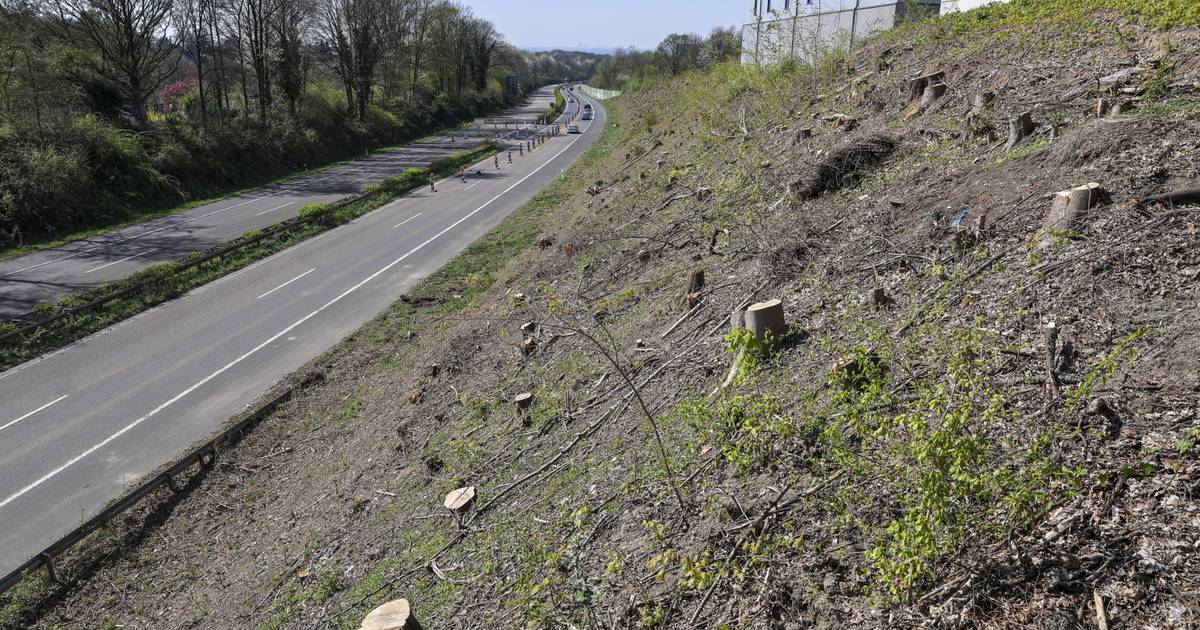Straßen.NRW verteidigt Kahlschlag an „Vieh“