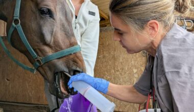 Tierarzt: Sarah Winand behandelt Pferde